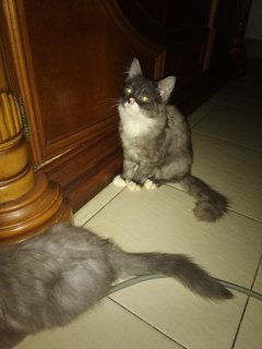 Batman &amp; Mochi  - Persian Cat