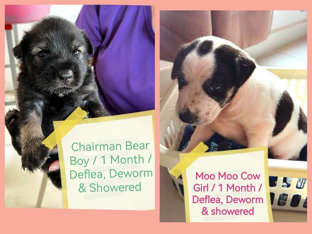 Chairman Bear &amp; Moo Moo Cow - Mixed Breed Dog