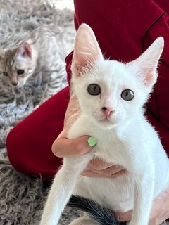 Milky  - Domestic Short Hair Cat