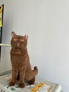 Cinnabon - British Shorthair Cat