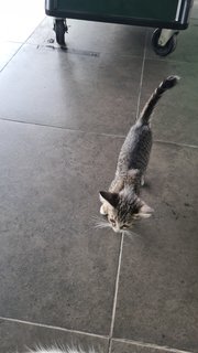 Strays Kitties Need Loving Homr - Domestic Short Hair Cat