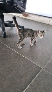 Strays Kitties Need Loving Homr - Domestic Short Hair Cat