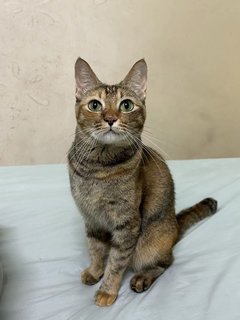 Paopao - Domestic Short Hair Cat