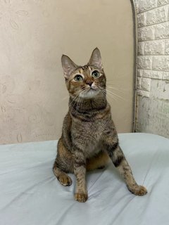 Paopao - Domestic Short Hair Cat