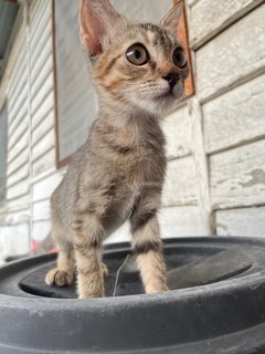 Petunia - Domestic Short Hair Cat