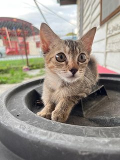 Petunia - Domestic Short Hair Cat