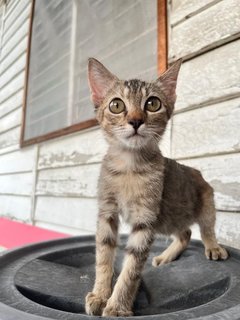 Petunia - Domestic Short Hair Cat