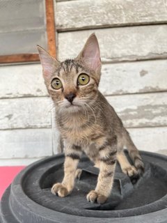 Daisy - Domestic Short Hair Cat