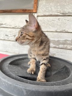 Daisy - Domestic Short Hair Cat