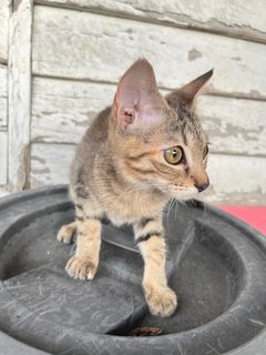 Daisy - Domestic Short Hair Cat