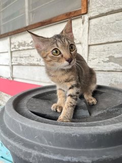 Daisy - Domestic Short Hair Cat