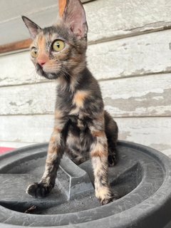 Orchid - Domestic Short Hair Cat