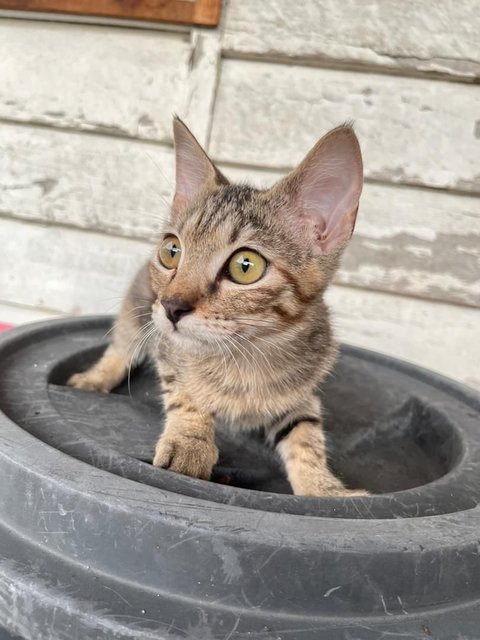 Snapdragon - Domestic Short Hair Cat