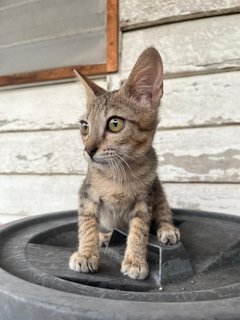 Snapdragon - Domestic Short Hair Cat