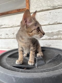 Snapdragon - Domestic Short Hair Cat