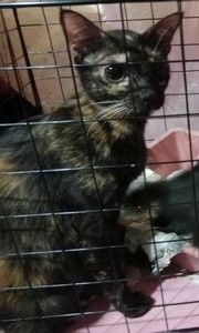 Calico  - Tortoiseshell + Domestic Medium Hair Cat