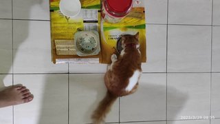 Miao Miao (Dv) - Domestic Medium Hair Cat