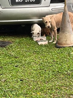 Lady Snow, Kaya &amp; Poco - Terrier Mix Dog