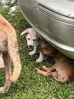 Lady Snow, Kaya &amp; Poco - Terrier Mix Dog