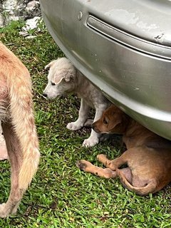 Lady Snow, Kaya &amp; Poco - Terrier Mix Dog