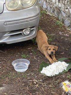 Lady Snow, Kaya &amp; Poco - Terrier Mix Dog