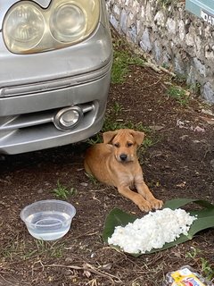 Lady Snow, Kaya &amp; Poco - Terrier Mix Dog