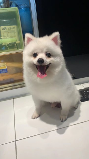 Lucky  - Pomeranian Dog