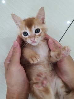 Cheesy - Domestic Short Hair Cat