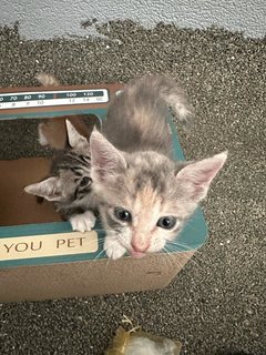 Penguin  - Domestic Short Hair Cat