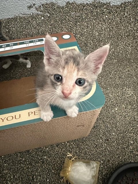 Penguin  - Domestic Short Hair Cat