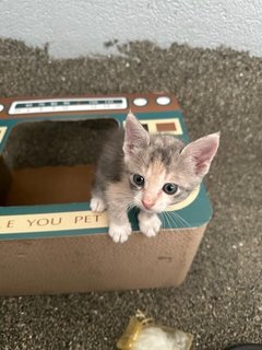 Penguin  - Domestic Short Hair Cat