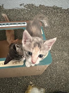 Penguin  - Domestic Short Hair Cat