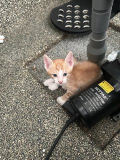 Ginger Tea - Domestic Short Hair Cat