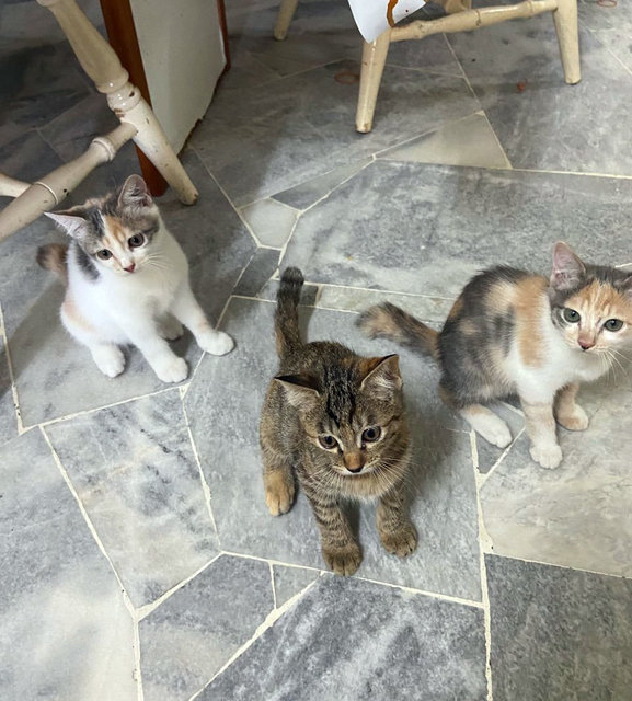 Kopi, Ava &amp; Allie - Domestic Short Hair Cat