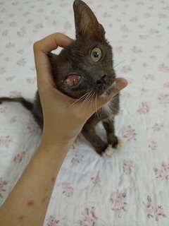 Po - Domestic Short Hair Cat