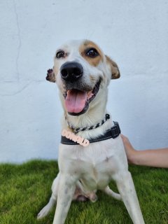 Donald - Mixed Breed Dog