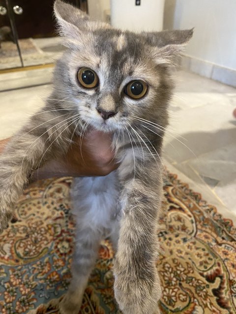 Grey - Domestic Long Hair Cat