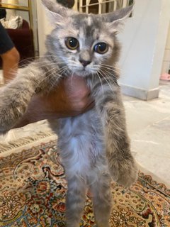 Grey - Domestic Long Hair Cat