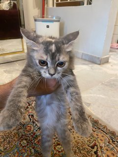 Grey - Domestic Long Hair Cat