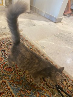 Grey - Domestic Long Hair Cat