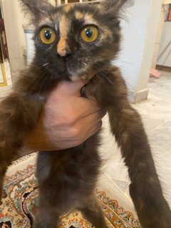 Chip - Domestic Long Hair Cat