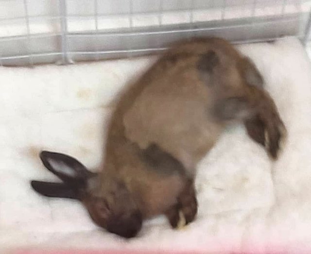 Brownie - Rex Rabbit