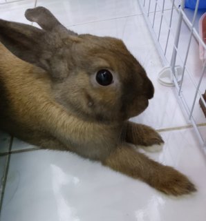 Brownie - Rex Rabbit