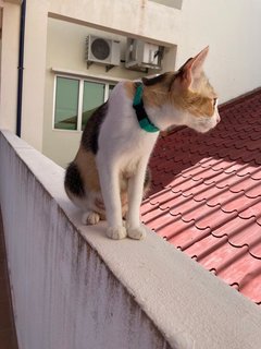 Lady - Domestic Short Hair Cat