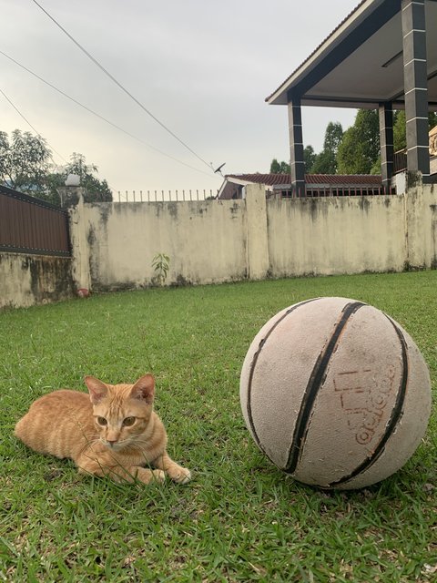 Oyen Jr - Domestic Short Hair Cat