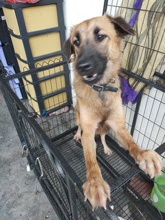 Koko - German Shepherd Dog Mix Dog