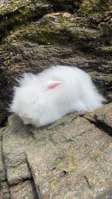 Kayden - Lionhead + Hotot Rabbit