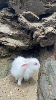 Kayden - Lionhead + Hotot Rabbit