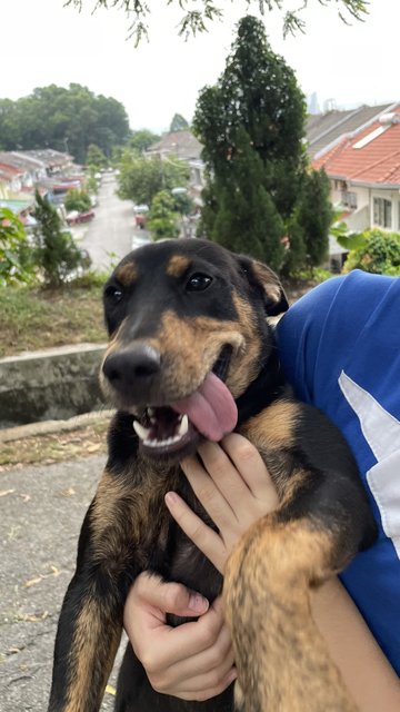 Blacky, Browny And Husky - Mixed Breed Dog