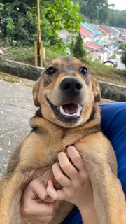 Blacky, Browny And Husky - Mixed Breed Dog